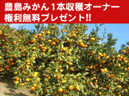 豊島みかん1本収穫オーナー権利無料プレゼント！！